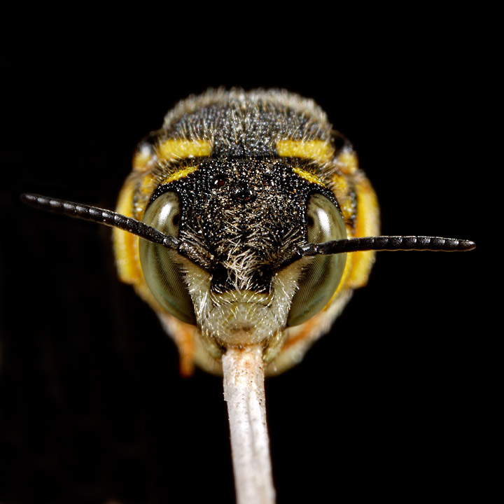 Anthidiellum strigatum M. (Apidae Megachilinae)